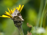 maudoc.com • Geometridae •  IMG_1962 copia.jpg   Xanthorhoe montanata